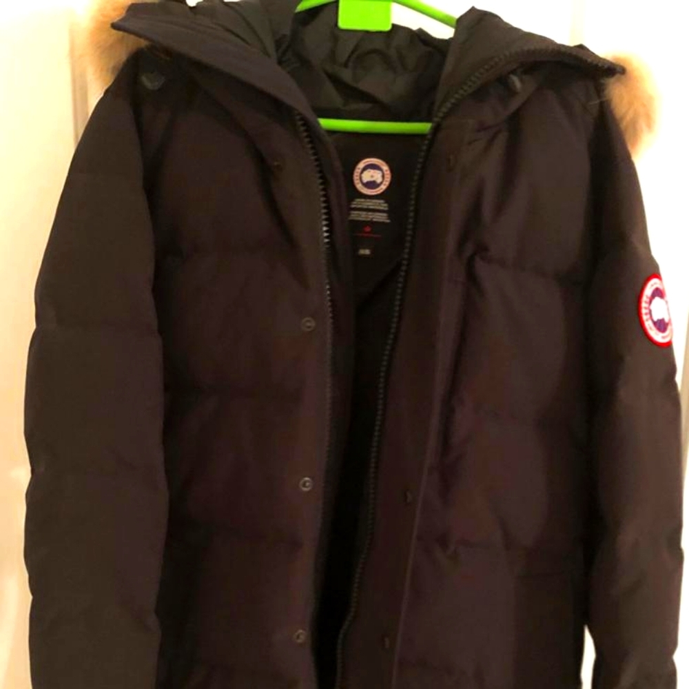 Canada goose